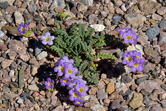 Fremont's Phacelia grows as a small herb with ascending aromatic stems. Plants grow in elevations ranging from 2,000 to 5,000 feet. Preferred habitats are plains, mesas, arid flats, shrub land and grasslands; gravelly soils along washes. Phacelia fremontii 